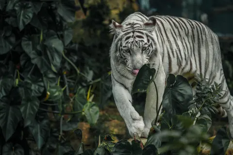 Tiger 4K Wallpaper · animals · 3840×2561