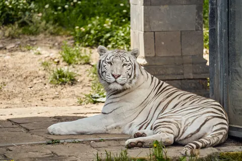 Tiger 4K Wallpaper · animals · 3840×2560