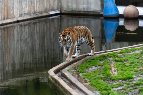 Tiger 4K Wallpaper · animals · 3840×2560