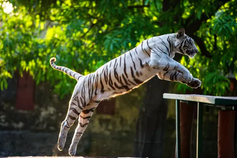 Tiger 4K Wallpaper · animals · 3840×2560