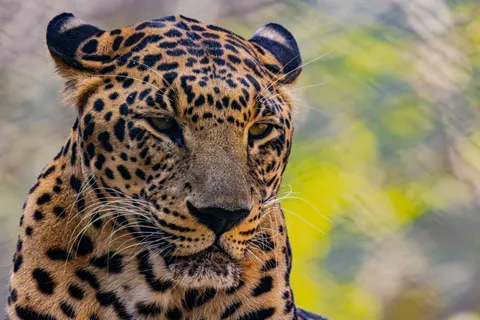 Tiger 4K Wallpaper · animals · 3840×2560