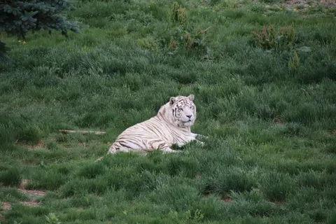 Tiger 4K Wallpaper · animals · 3840×2560