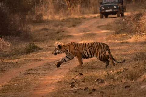 Tiger 4K Wallpaper · animals · 3840×2560