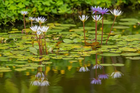 睡蓮 4K桌布 · flowers · 3840×2560