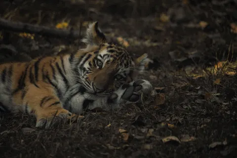 Tiger 4K Wallpaper · animals · 3840×2560