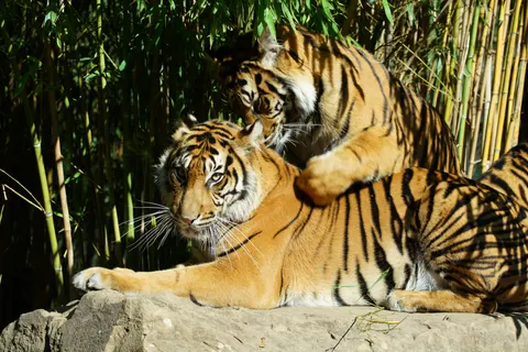 Tiger 4K Wallpaper · animals · 3840×2561