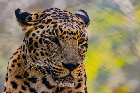 Обои Тигр 4K · animals · 3840×2560