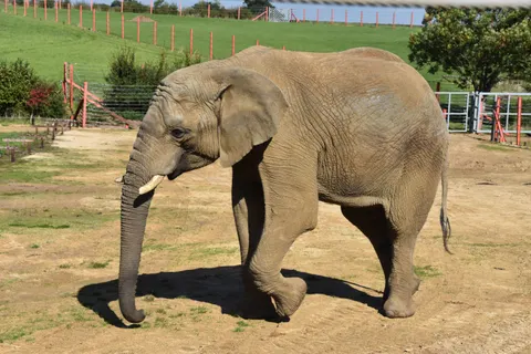 Sfondo Elefante 4K · animals · 3840×2560