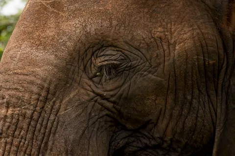 Elephant 4K Wallpaper · animals · 3840×2560
