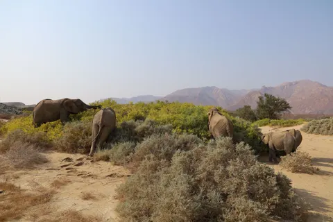Elephant 4K Wallpaper · animals · 3840×2560