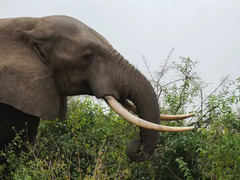 Elephant 4K Wallpaper · animals · 3840×2883