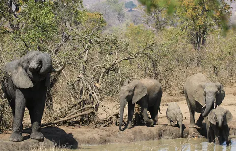 Elephant 4K Wallpaper · animals · 3840×2454