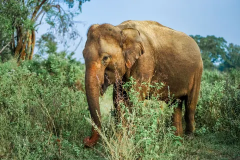 Elephant 4K Wallpaper · animals · 3840×2560