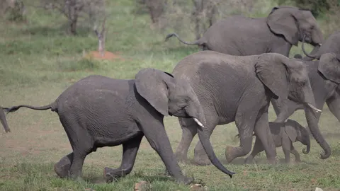 Elephant 4K Wallpaper · animals · 3840×2160