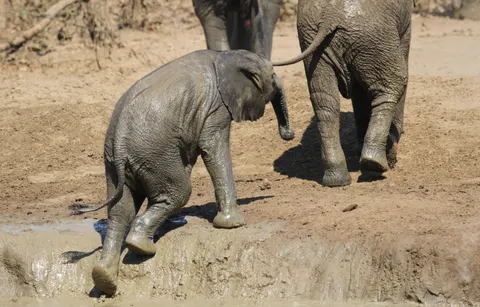 Elephant 4K Wallpaper · animals · 3840×2456