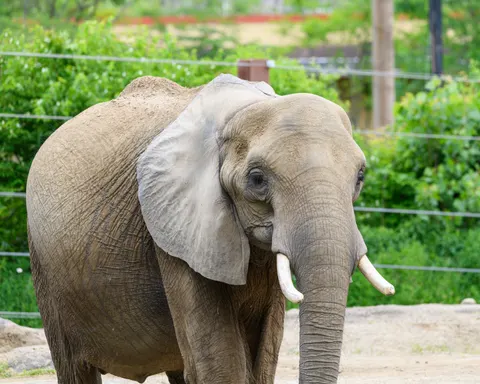 Sfondo Elefante 4K · animals · 3840×3072