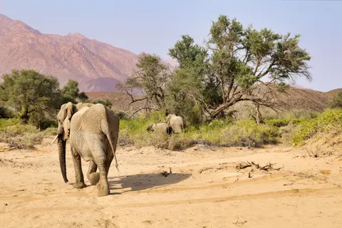 Elephant 4K Wallpaper · animals · 3840×2560