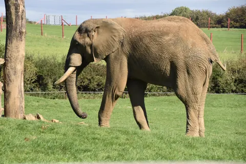 Elephant 4K Wallpaper · animals · 3840×2560