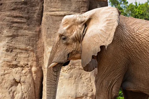 Wallpaper Gajah 4K · animals · 3840×2560