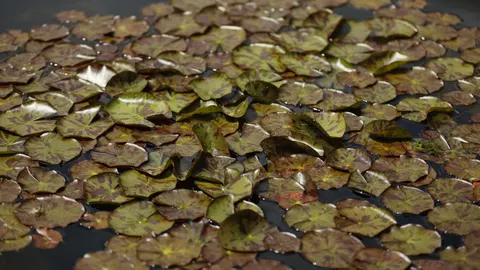 Fond d'écran Nénuphar 4K · flowers · 3840×2158