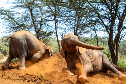 Elephant 4K Wallpaper · animals · 3840×2560