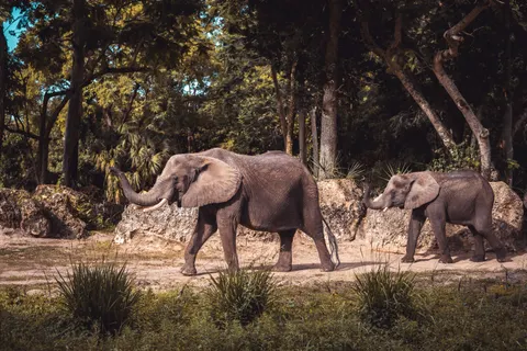 Elephant 4K Wallpaper · animals · 3840×2560