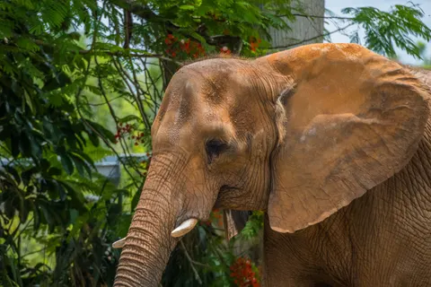 Olifant 4K-achtergrond · animals · 3840×2560