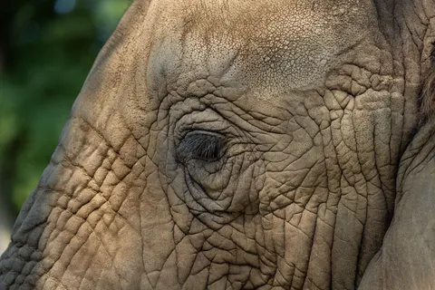 Elephant 4K Wallpaper · animals · 3840×2561