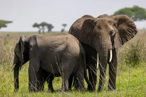 Elephant 4K Wallpaper · animals · 3840×2561