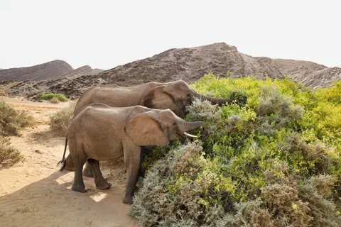 Elephant 4K Wallpaper · animals · 3840×2560