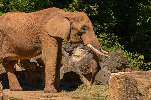 Elephant 4K Wallpaper · animals · 3840×2560