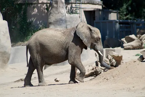 Elephant 4K Wallpaper · animals · 3840×2560