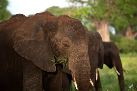 والپیپر فیل با کیفیت 4K · animals · 3840×2560