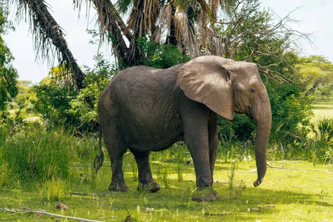 Elephant 4K Wallpaper · animals · 3840×2561
