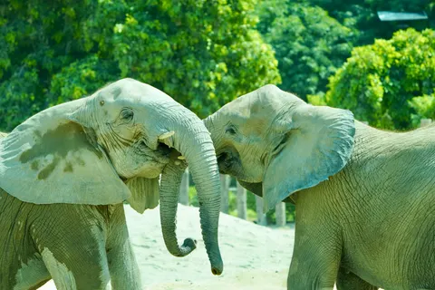 大象 4K壁纸 · animals · 3840×2560