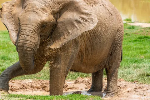 Elephant 4K Wallpaper · animals · 3840×2563