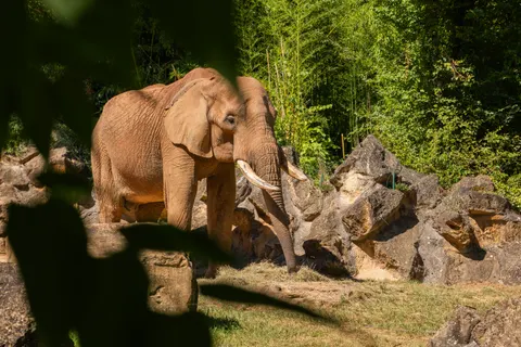Elephant 4K Wallpaper · animals · 3840×2560