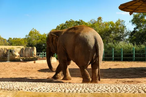 Fond d'écran Éléphant 4K · animals · 3840×2560