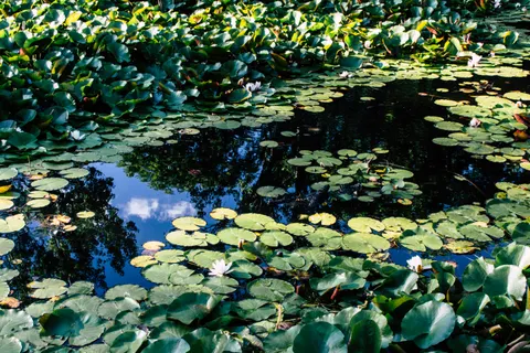 والپیپر نیلوفر آبی با کیفیت 4K · flowers · 3840×2560