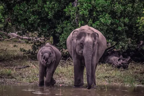 Elephant 4K Wallpaper · animals · 3840×2560