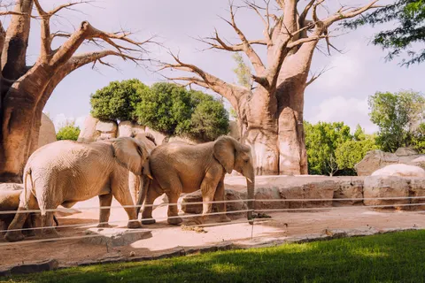 हाथी 4K वॉलपेपर · animals · 3840×2560