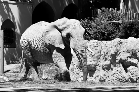 Elephant 4K Wallpaper · animals · 3840×2560