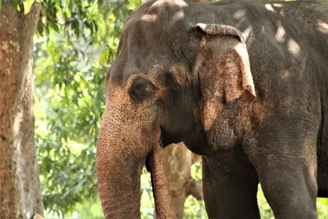 Hình nền Voi 4K · animals · 3840×2560