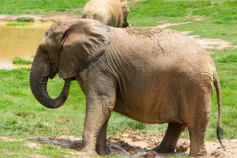 Elephant 4K Wallpaper · animals · 3840×2563