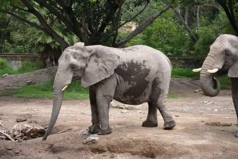 Elephant 4K Wallpaper · animals · 3840×2560