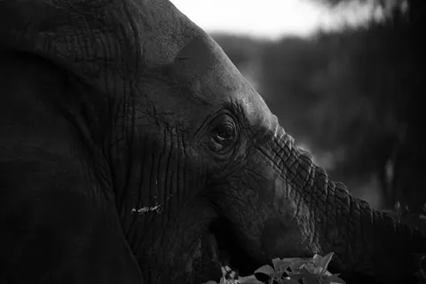 Elephant 4K Wallpaper · animals · 3840×2560
