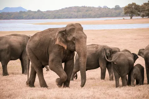 Elephant 4K Wallpaper · animals · 3840×2560