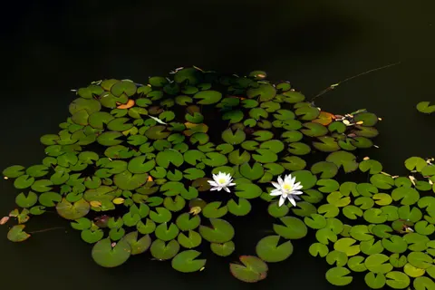 Fond d'écran Nénuphar 4K · flowers · 3840×2560