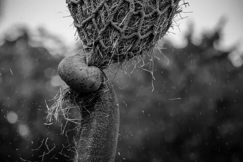 Elephant 4K Wallpaper · animals · 3840×2560
