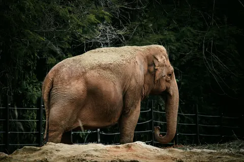 Sfondo Elefante 4K · animals · 3840×2560